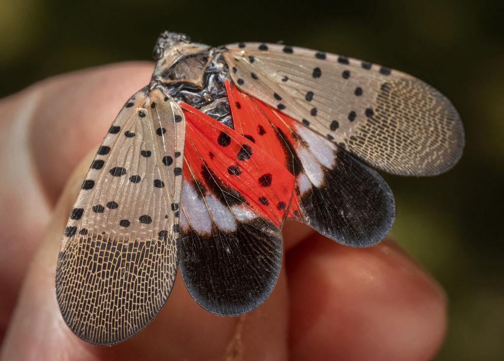 An adult spotted lanternfly in Huntington, Indiana, in 2022