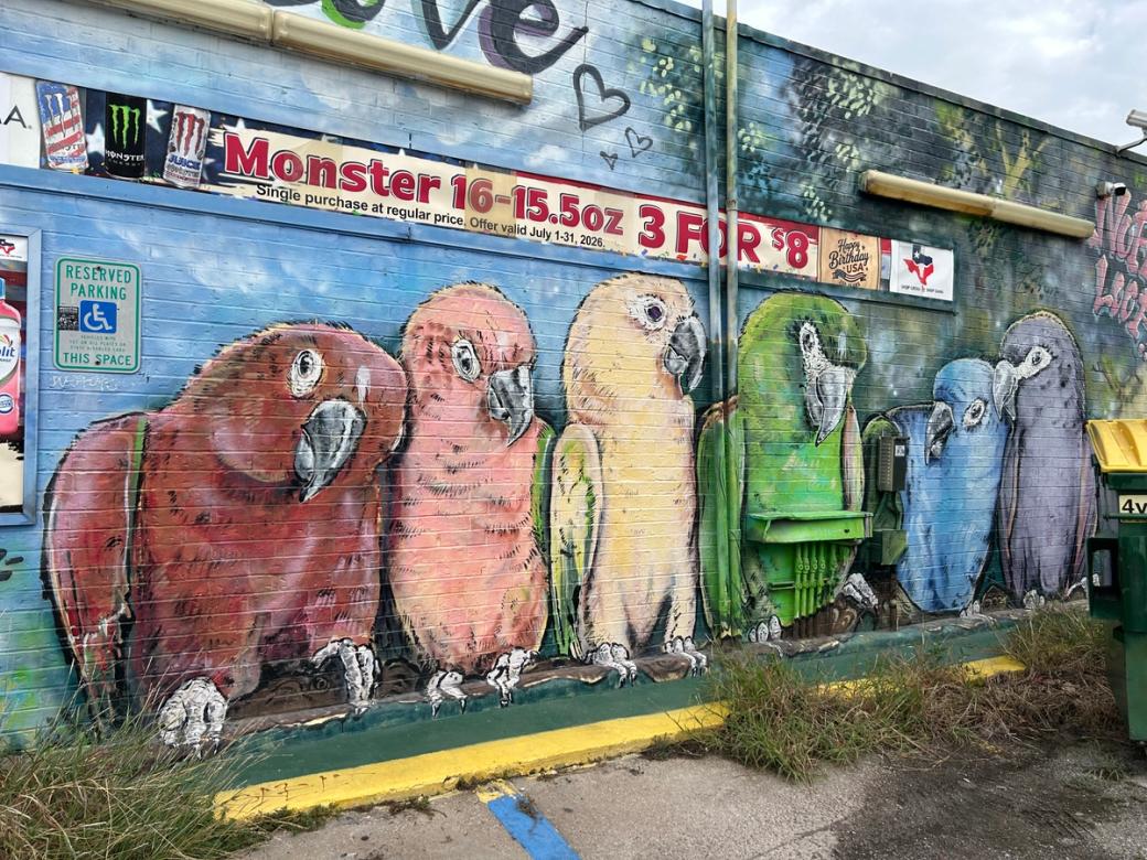 A mural of parrots painted each color of the rainbow.