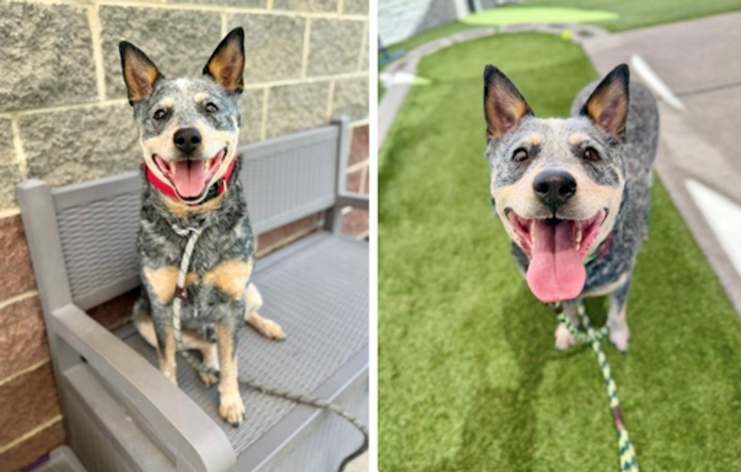 Pictures of Willy the Australian Cattle Dog