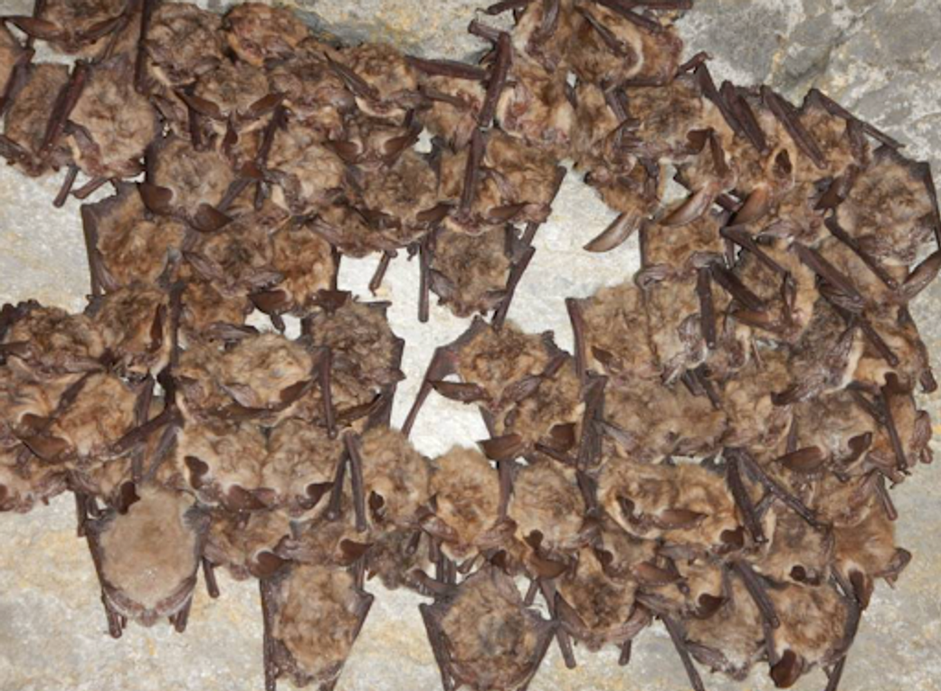 A group of bats