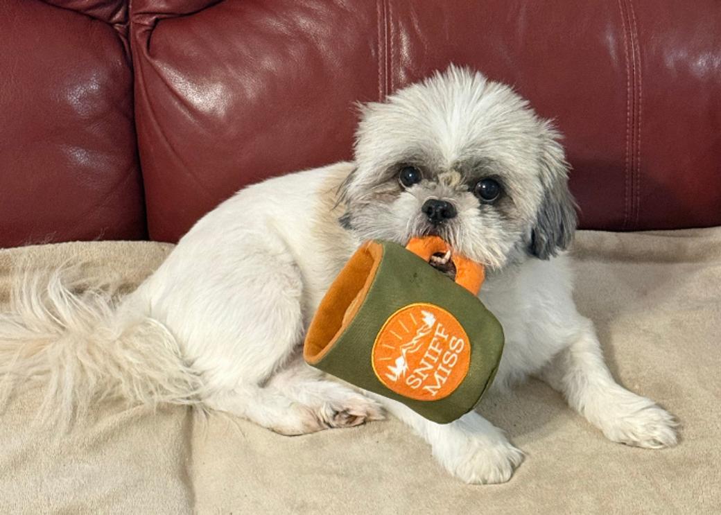 A small white pup holds a mug in its mouth.