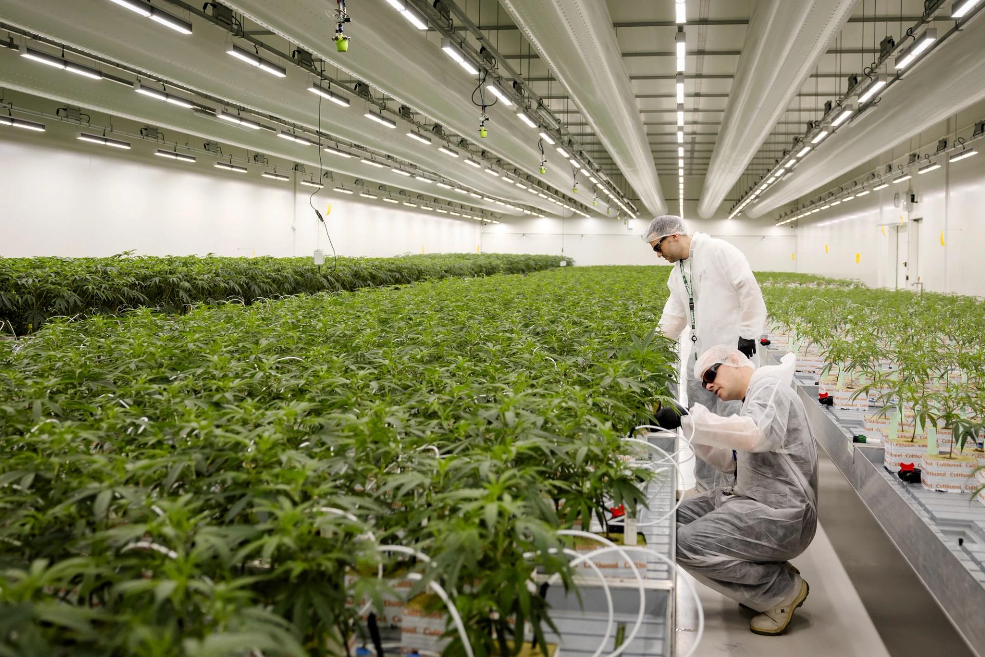 People in white protective gear tending to a large group of green plants.