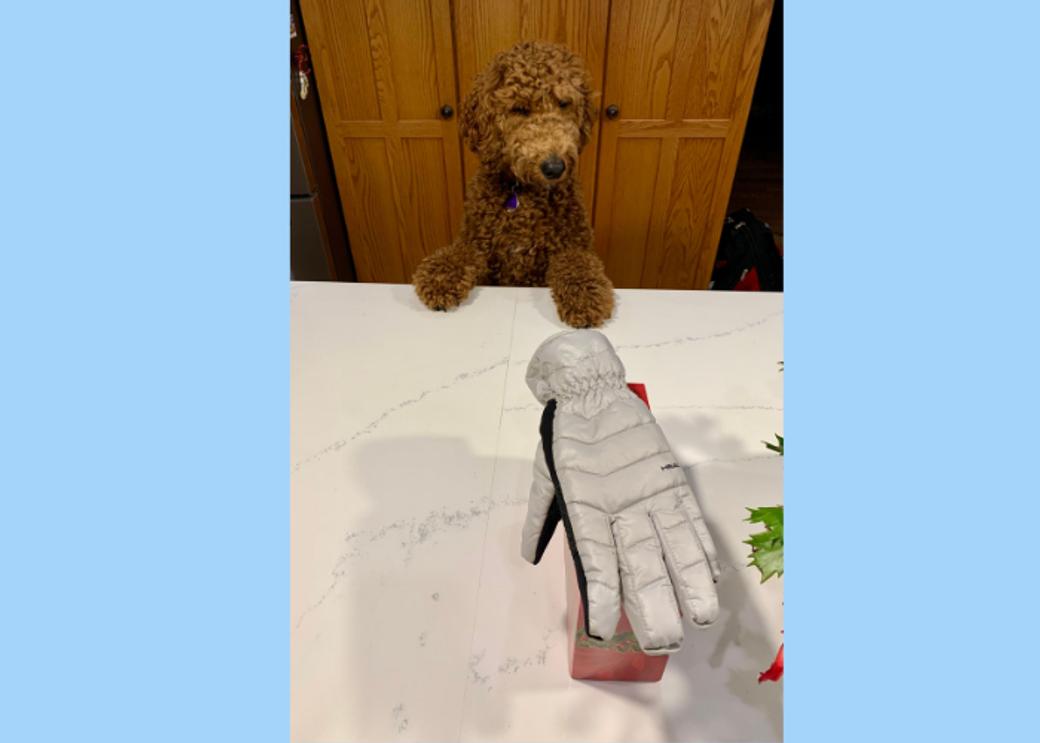 A fluffy brown dog looks at a white glove on a countertop.
