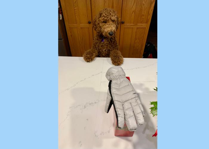 A fluffy brown dog looks at a white glove on a countertop.