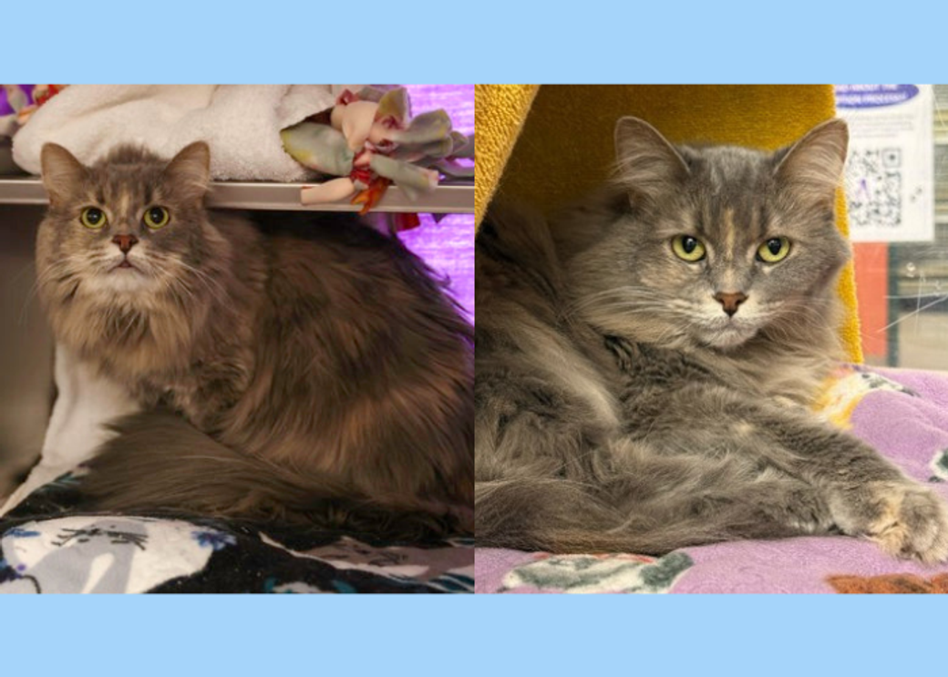 Two images of Fendi Caresha, an adult long-haired tortoiseshell available for adoption at the Dane County Humane Society.