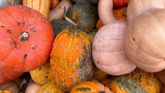 A pile of pumpkins and gourds from Soergel Orchards. (Francesca Dabecco / City Cast Pittsburgh)