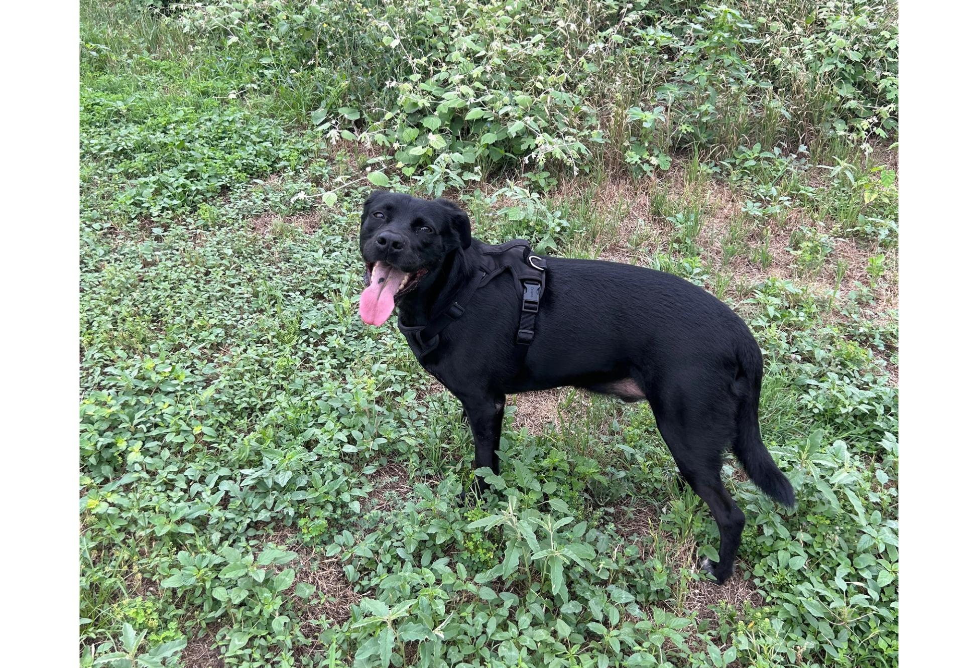 A black Labrador retriever stands in the grass smiling.