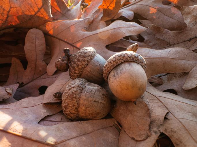 a few lonely acorns.