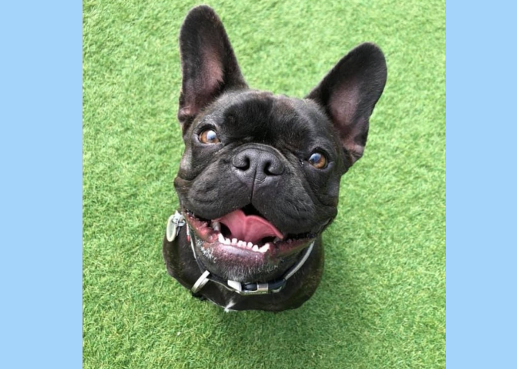 A black french bulldog looks up with its ears perked.