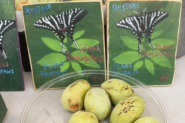Your Guide to Pawpaws, a Tropical-Tasting Fruit in Pittsburgh image