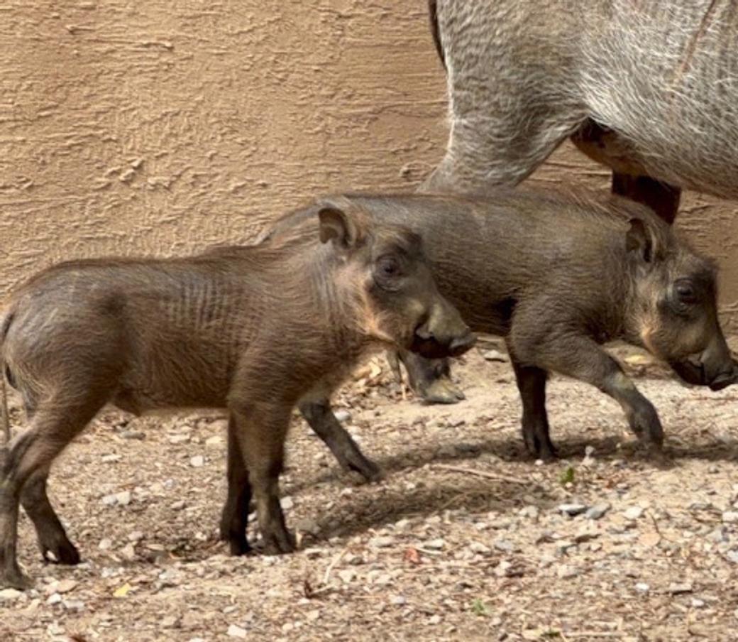 Two young warthog piglets walk side by side beneath their mother in Hogle Zoo’s African Savanna exhibit. 