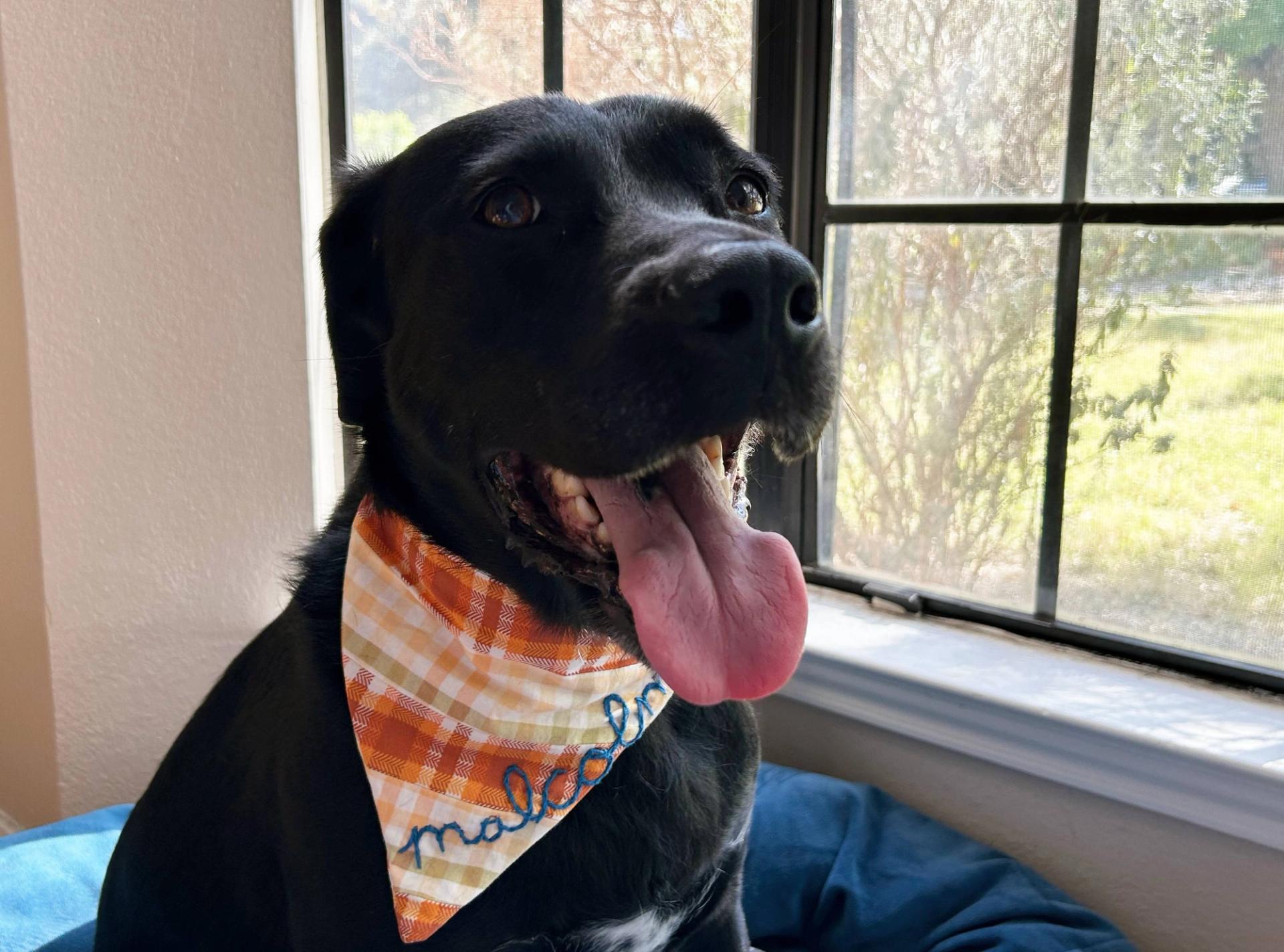 A black labrador retriever sitting on a blue bed with his tongue out.