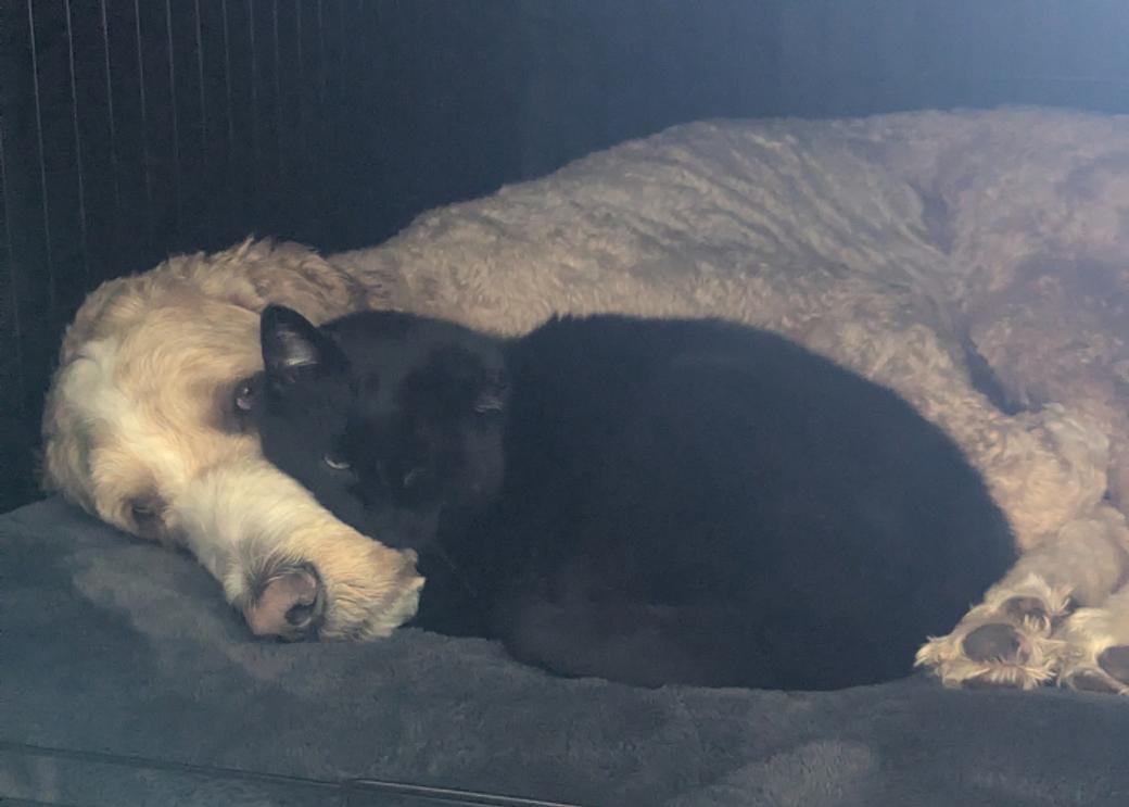 A cat and dog snuggle.