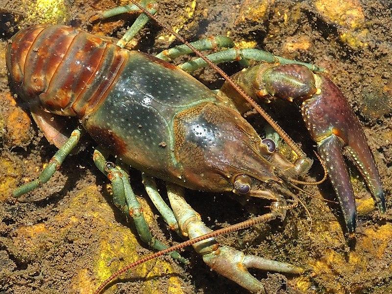 an up-close image of a rusty crayfish