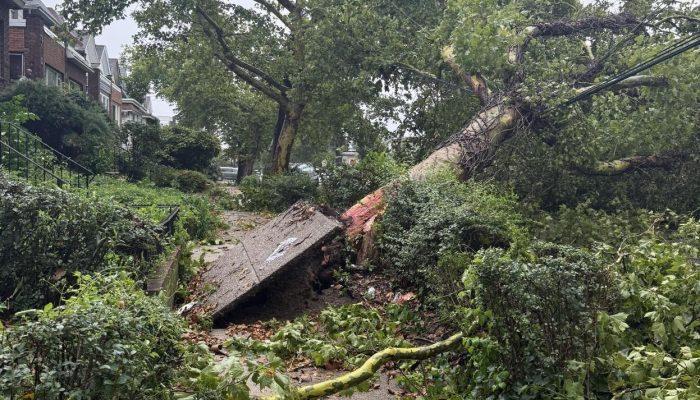 A fallen tree pushes up the concrete sidewalk. Tree branches and debris line the residential street in Philadelphia, with a grey sky backdrop.