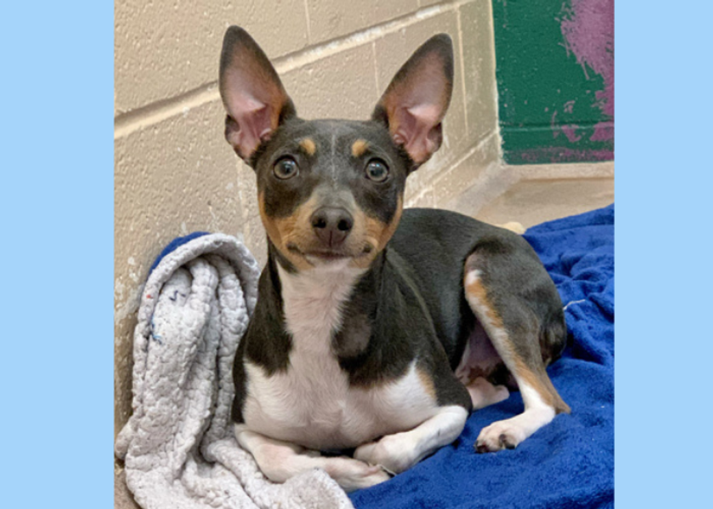 A small brown and white dog with perky ears, sits on a blue blanket.