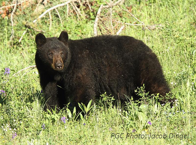 Adult black bear in a field