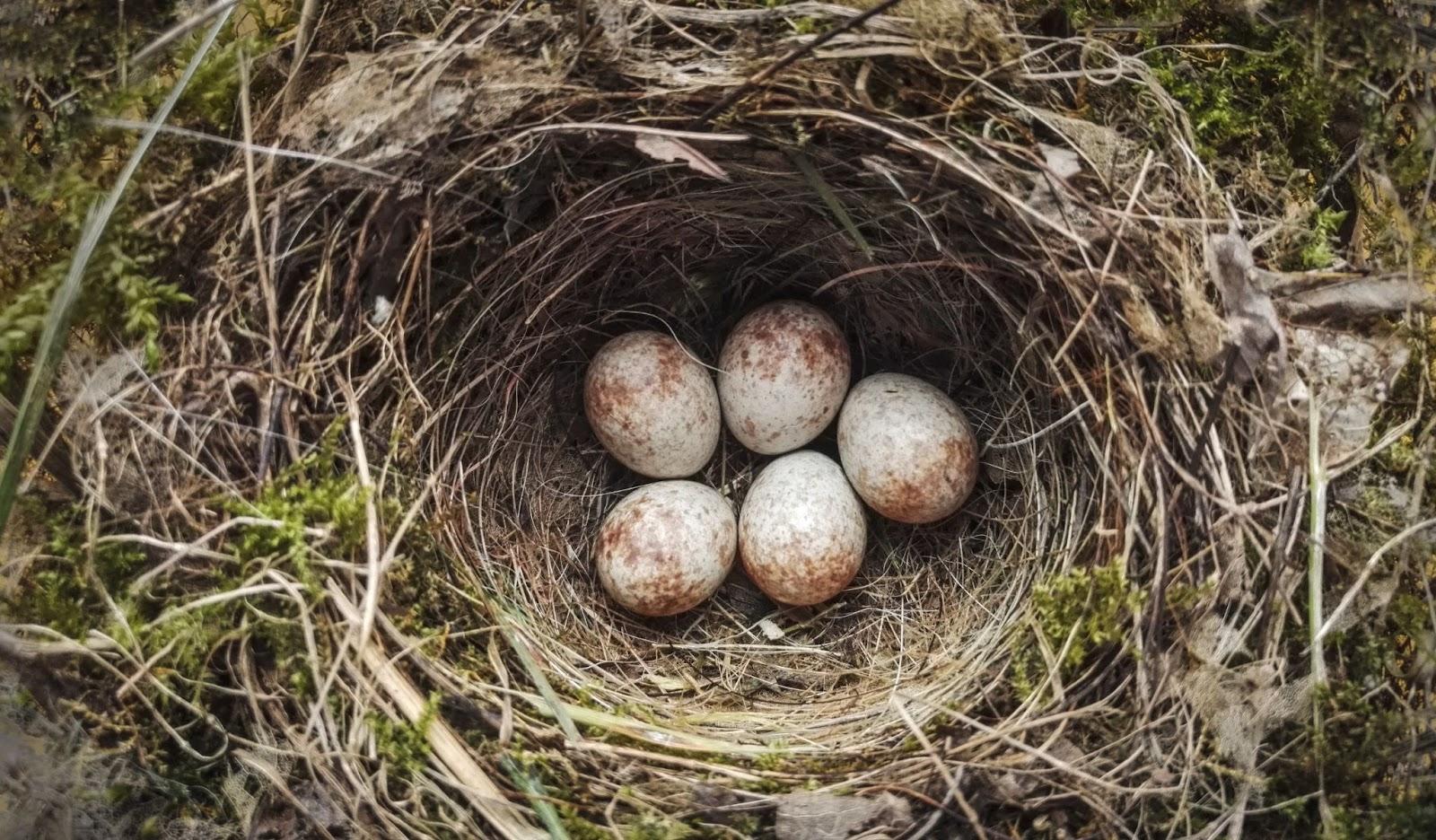 a birds nest with five eggs