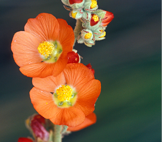 The desert globe-mallow. (Ed Reschke/Getty)