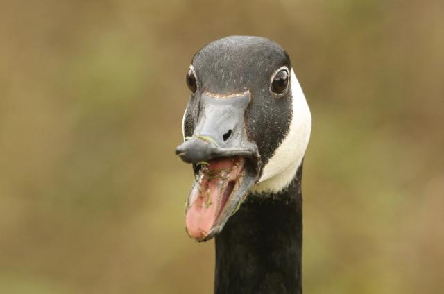 Photo of a goose