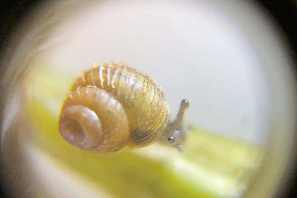 This Utah Snail Is the Size of a Quinoa image