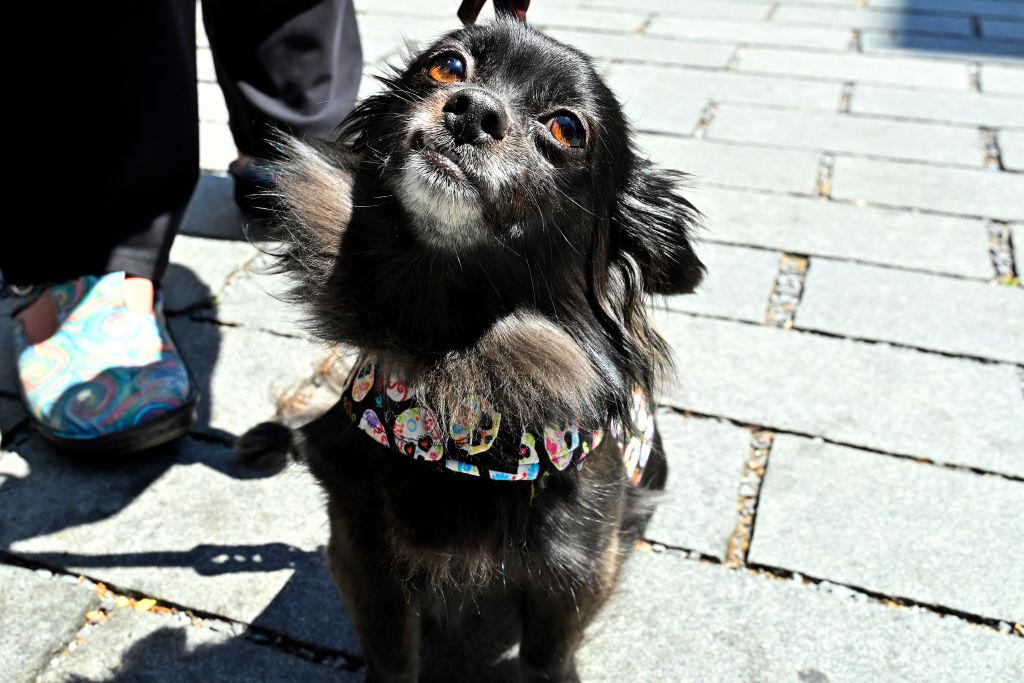 Chi Chi the Chihuahua poses in a Dia De Muertos bandana.