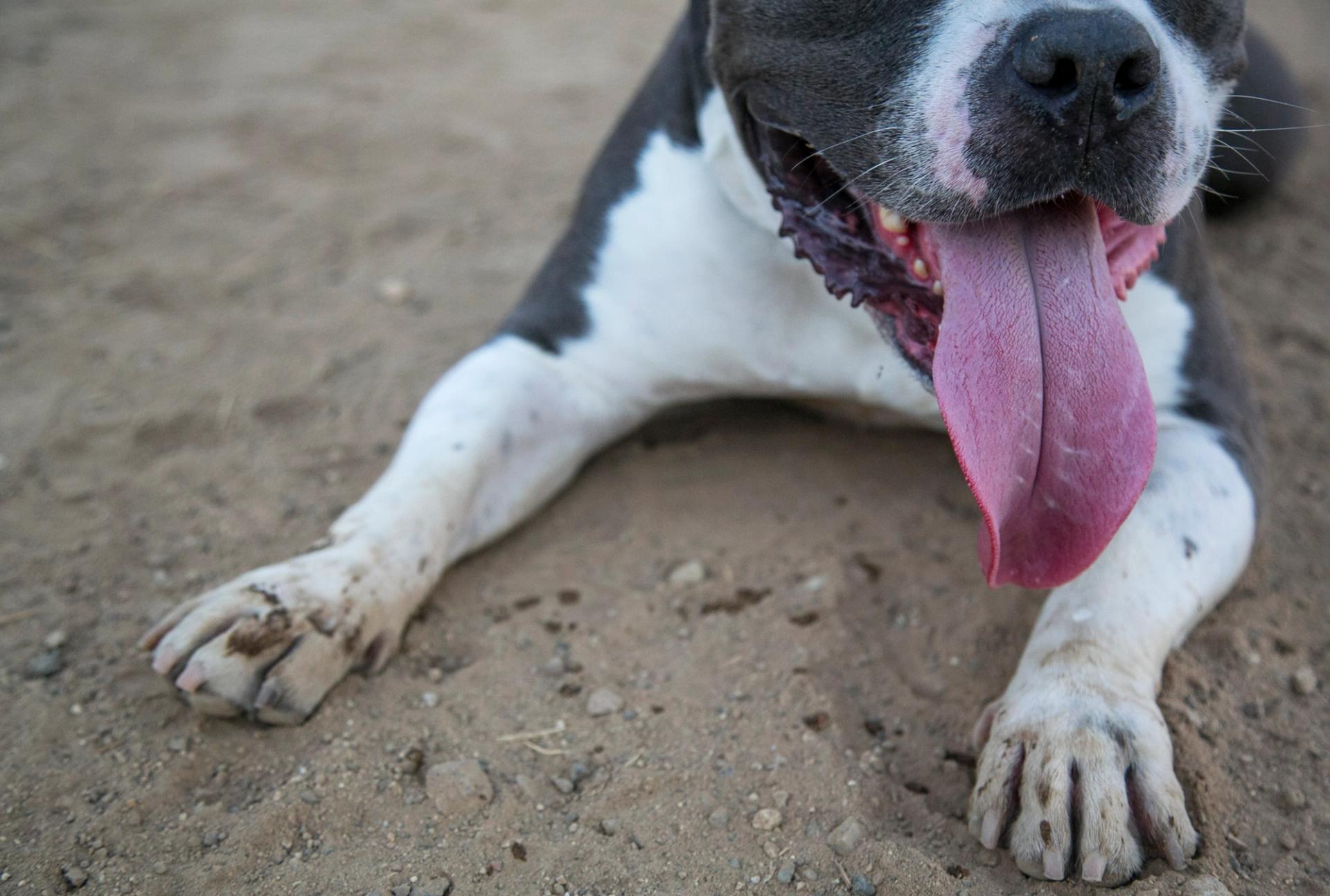 A grey and white dog panting while laying on some sand.