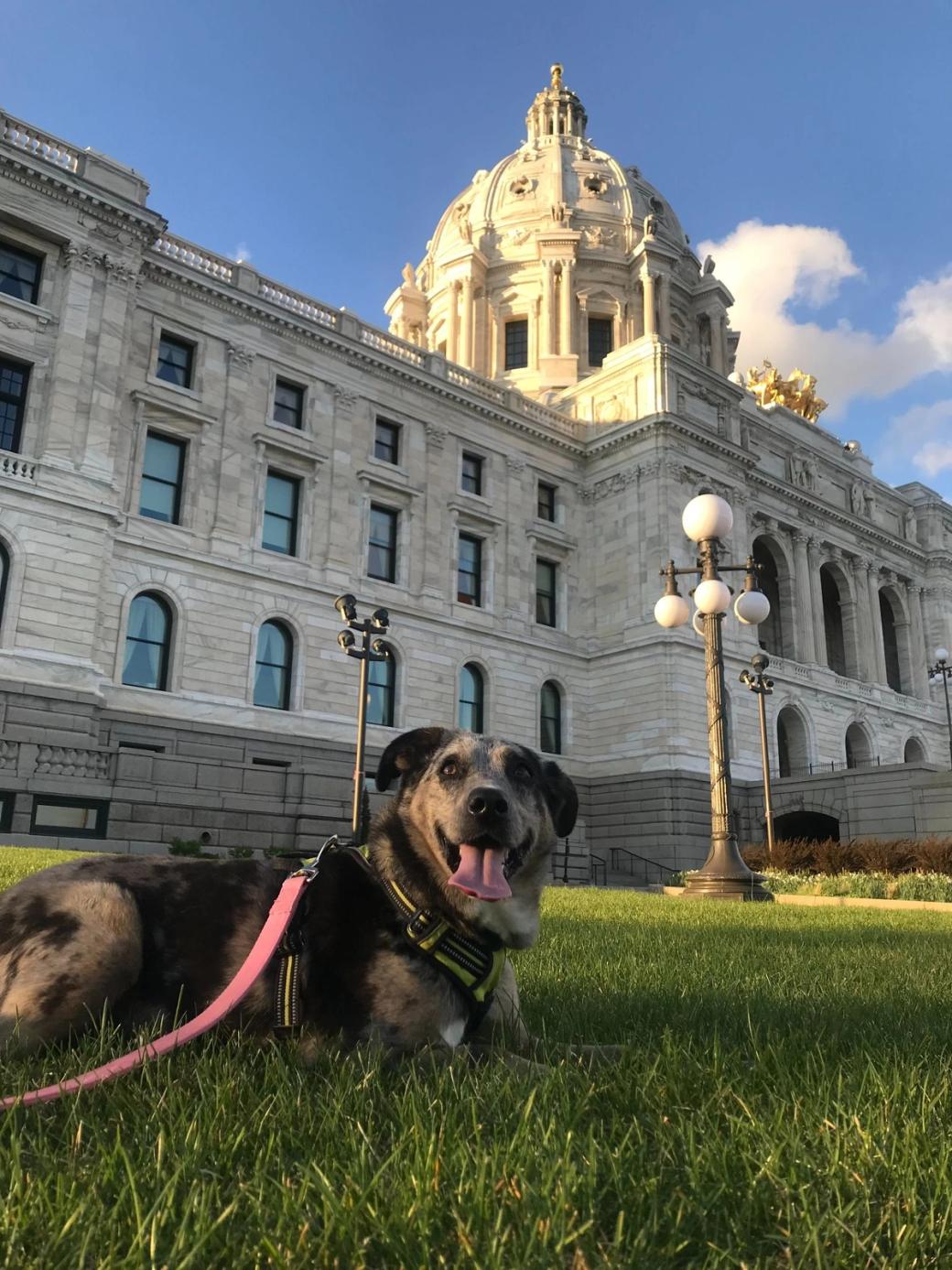 Dog sitting in grass outside large Neoclassical government building