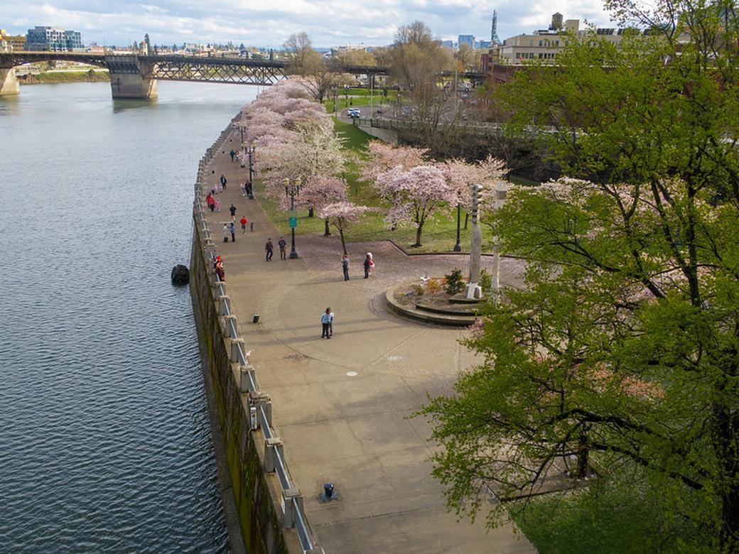 cherry blossoms along the waterfront