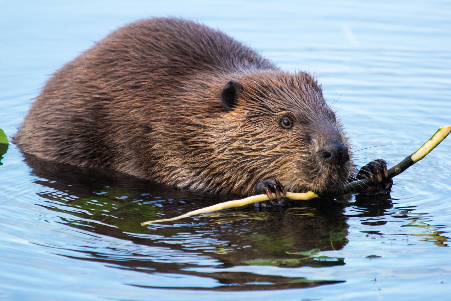 Beaver Eating Bark off a Branch