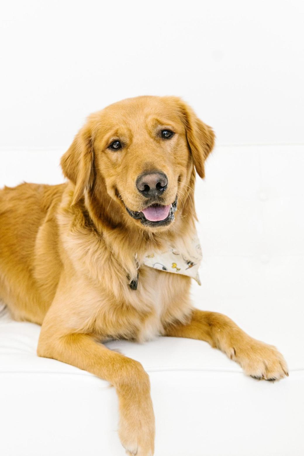 A golden retriever poses for a photo wearing a white bandana.