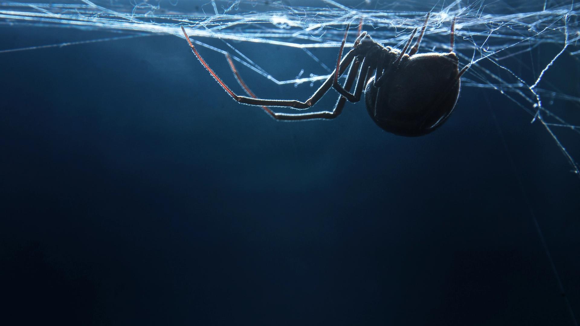 Photo of black widow spider