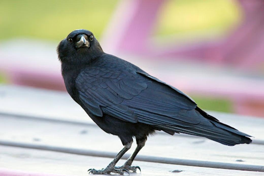A picture of a black crow