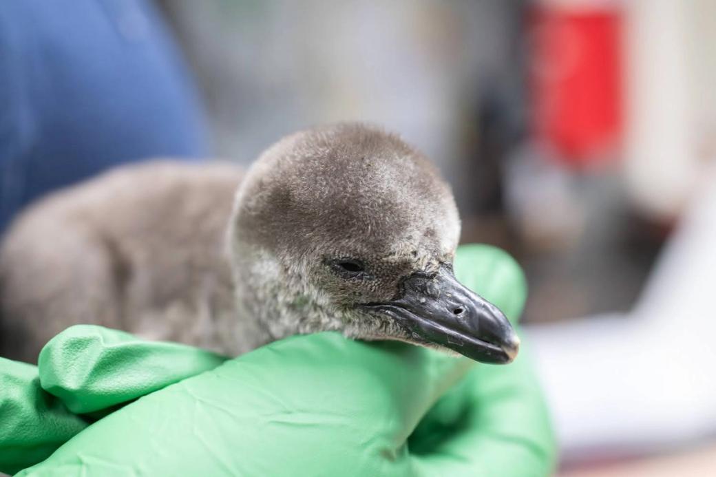 A fluffy gray chick held in green gloved hands.