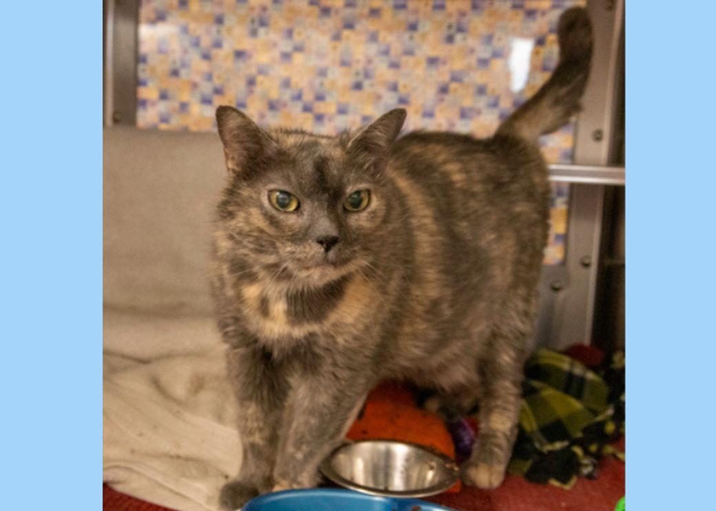 A perky brown short-haired cat looks up from its wate bowl.
