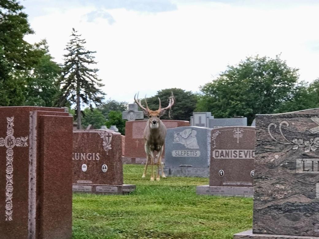 A large buck standing in a graveyard staring directly at the camera