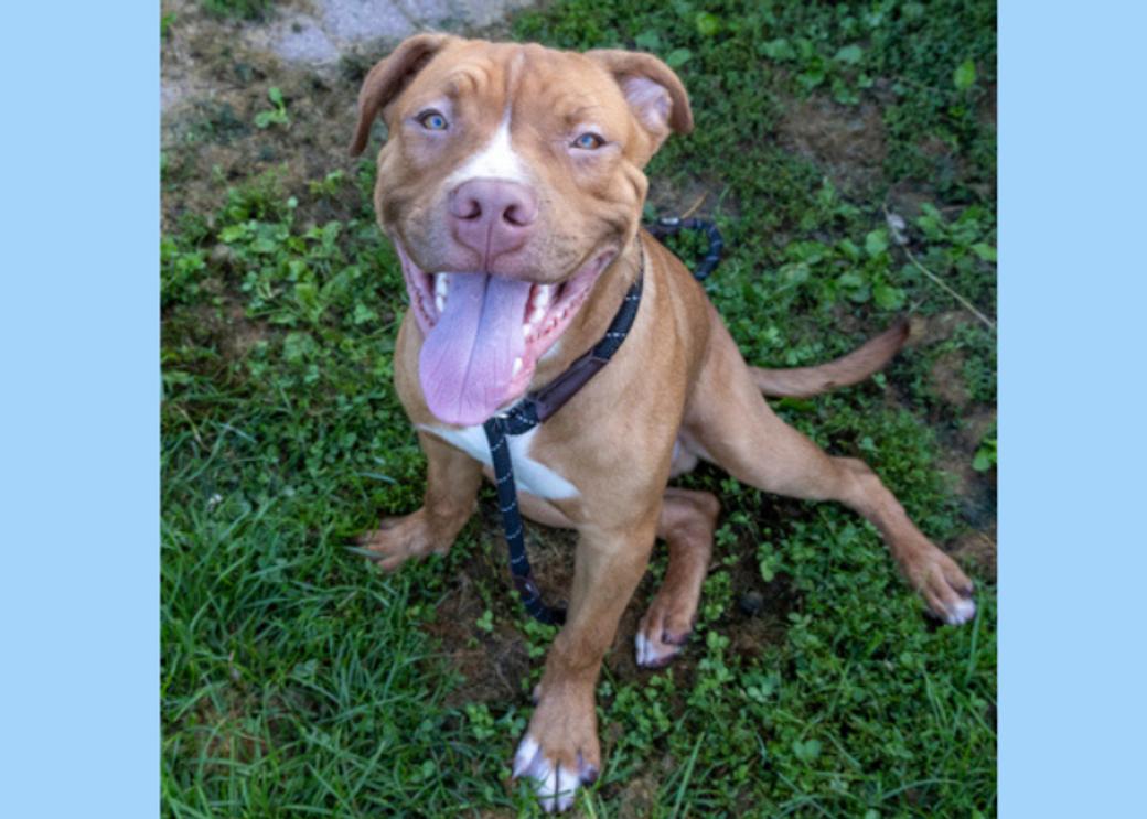 A brown dog sits on grass and looks up, smiling.