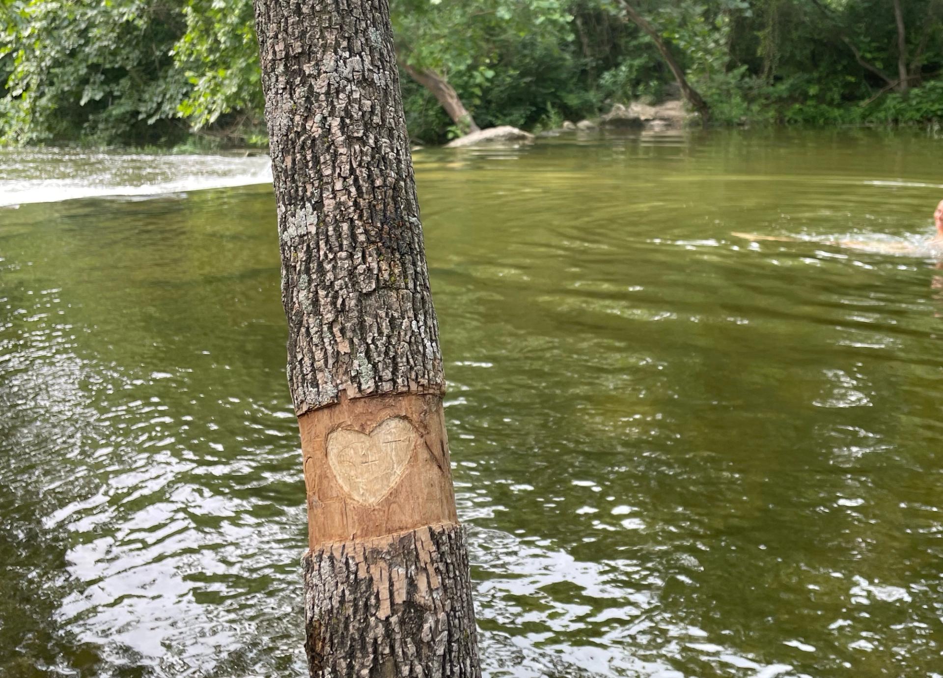A tree at Barton creek has had the bark peeled off and a heart carved into it.