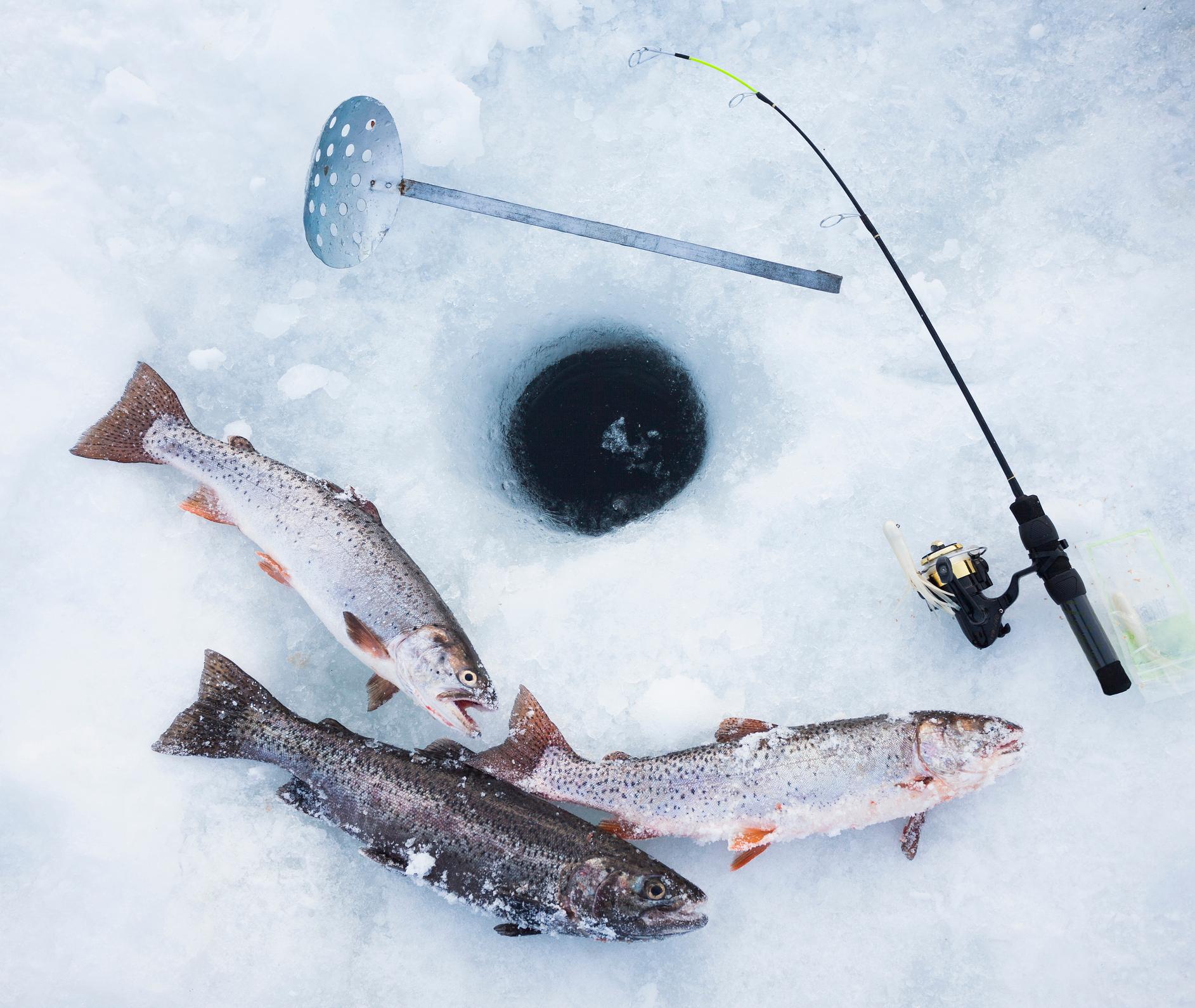 Frozen fish and a pole sit near a ice fishing hole.