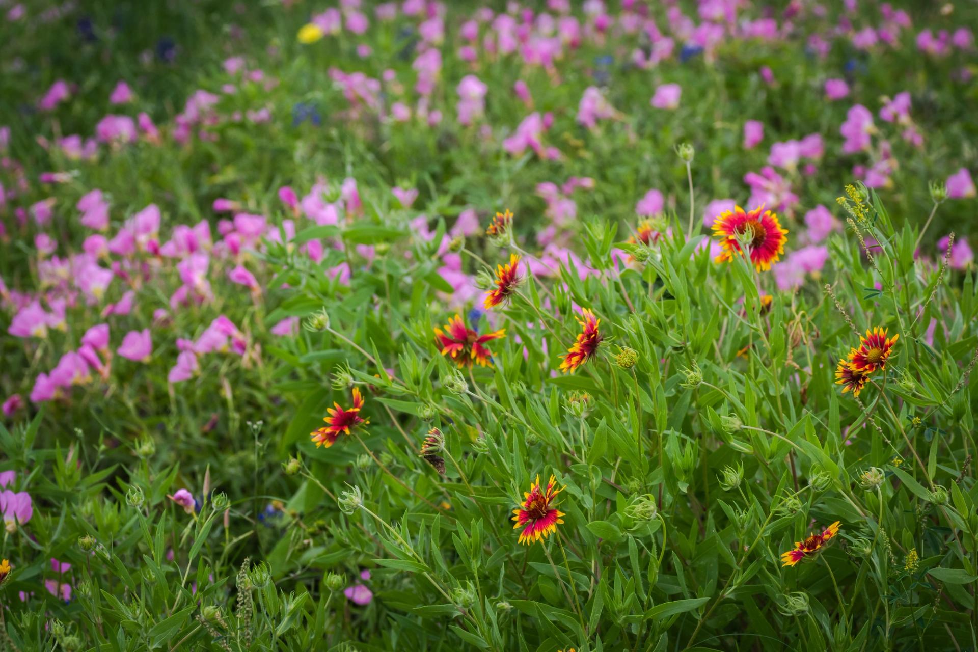 Orangey red flowers in a field.