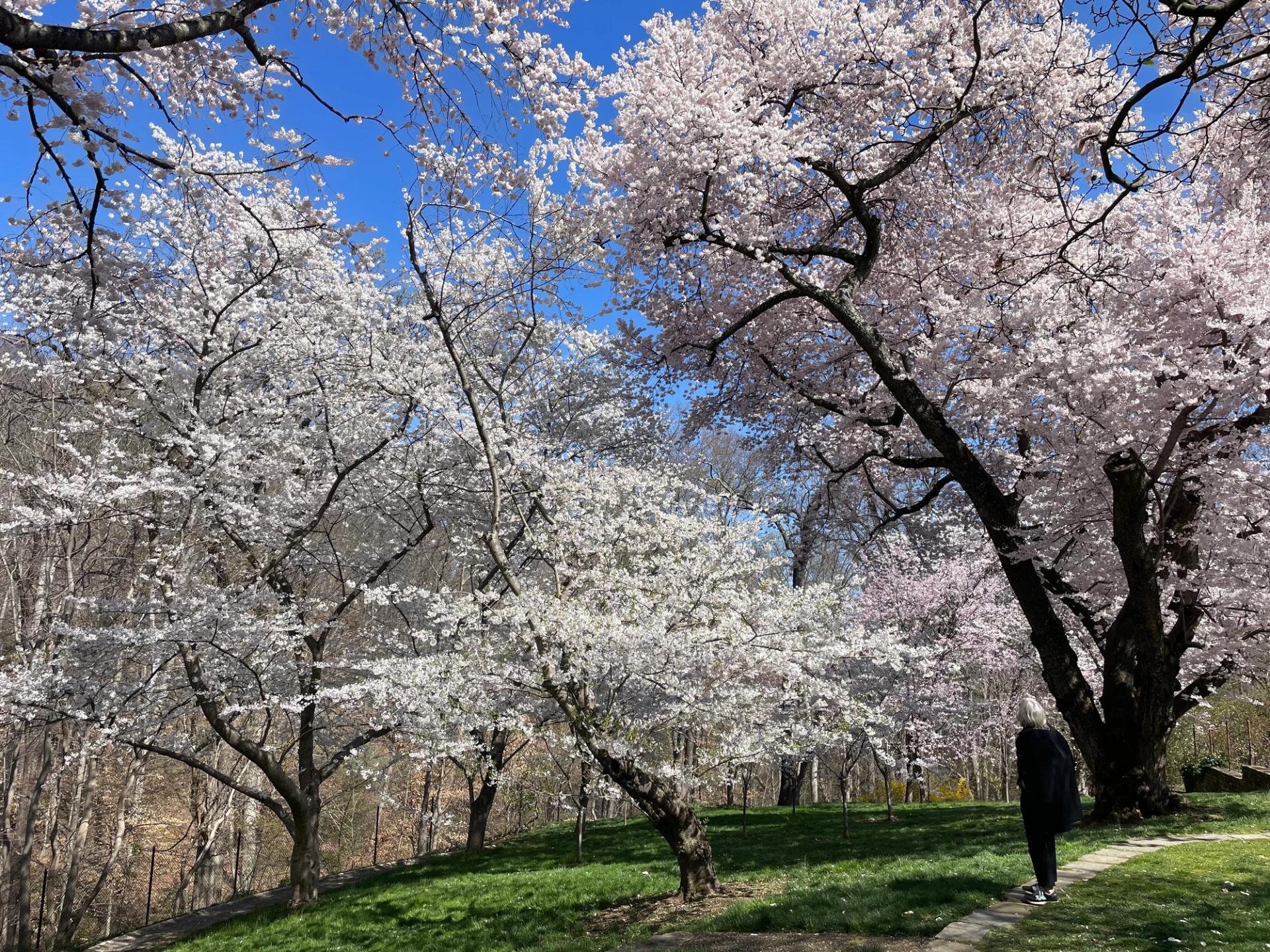 Cherry blossom trees at Dumbarton Oaks. (Kaela Cote-Stemmermann/City Cast DC)