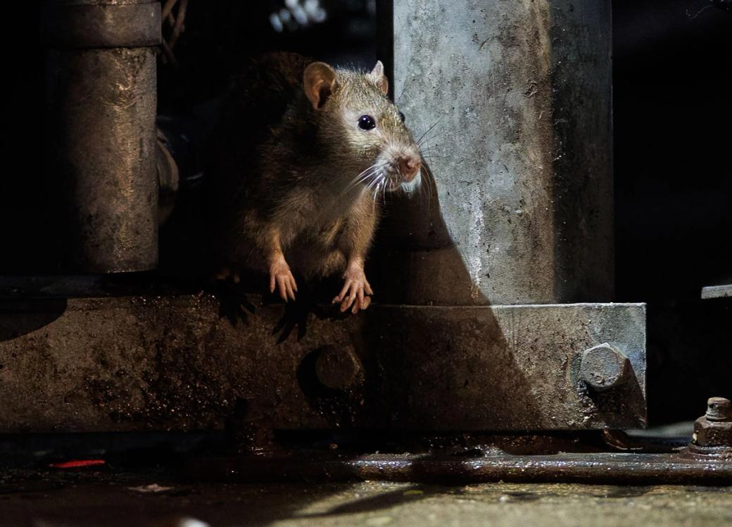 A rat looking out while sitting in between two metal poles
