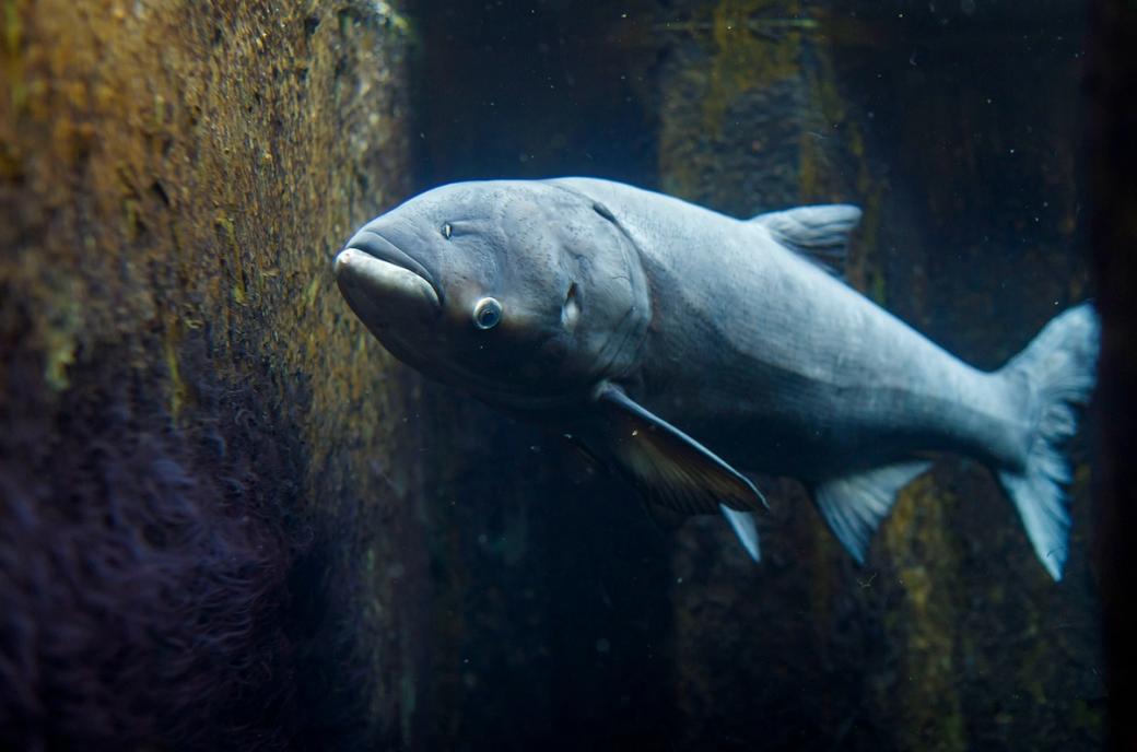 A lone fish swimming in an aquarium