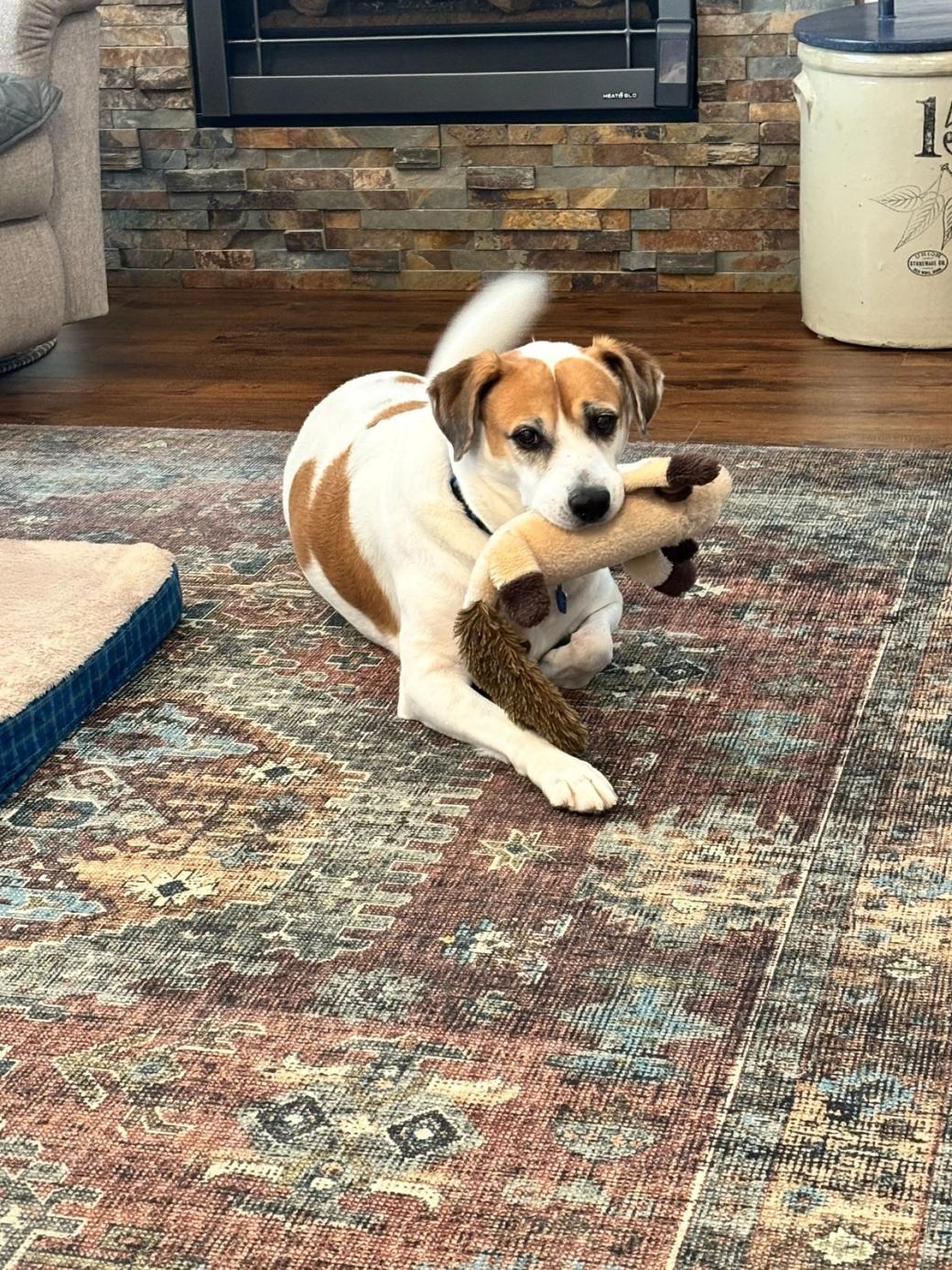 A brown and white terrier holds a toy in its mouth.