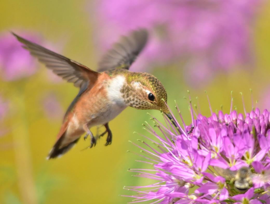 A hummingbird visits a purple flower