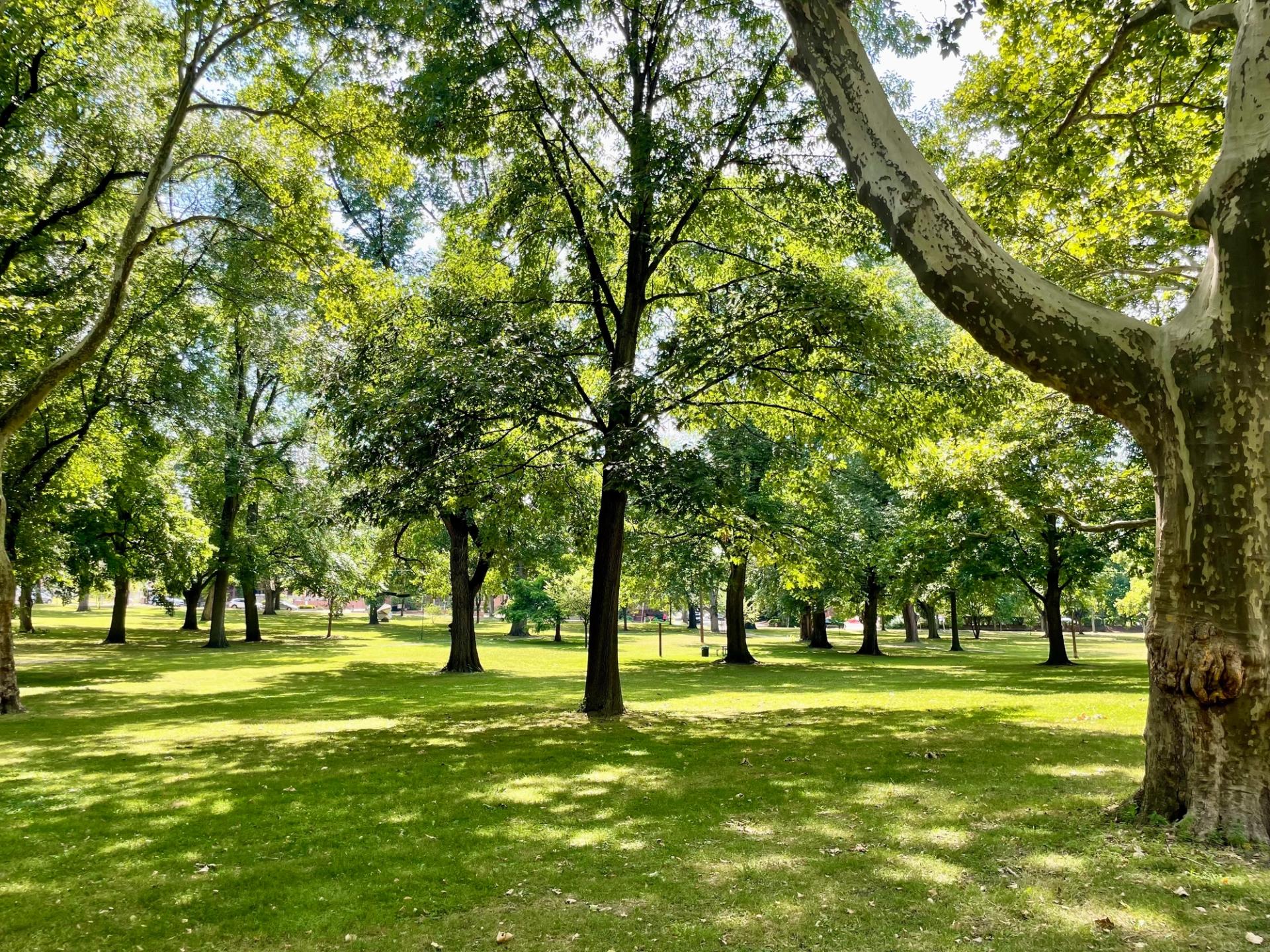A shady park with green dappled grass