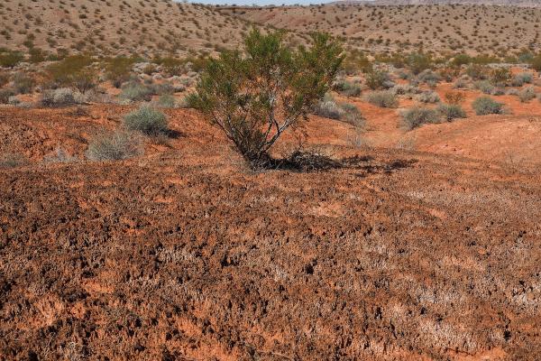 Desert 'Crust' — Incredibly Fragile, Utterly Vital image