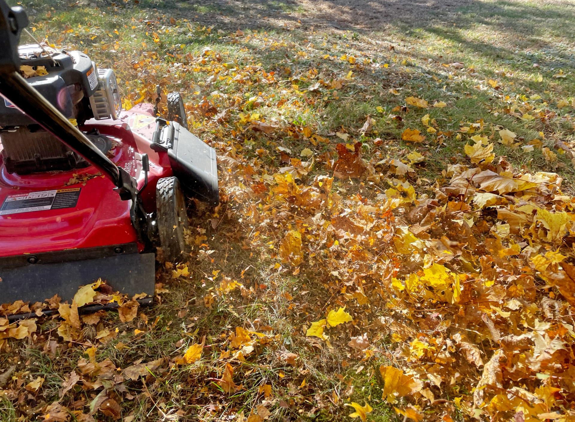 Mulching leaves with the push mower - stock photo