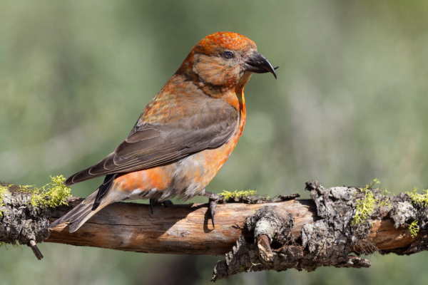 The Cassia Crossbill: Southern Idaho's Endemic Songbird image