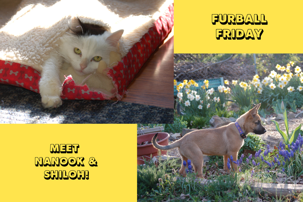 A photograph of a white kitten and German Shepherd mix on a yellow Canva image. Text reads: Furball Friday and Meet Nanook and Shiloh!